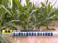 山东降雨分布不均1000余万亩农作物受旱