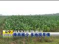 青岛：游泳消暑海水浴场现游客高峰
