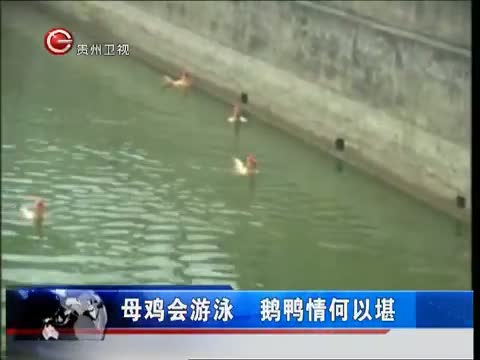 老母鸡也会游泳，真的吗?