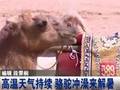 甘肃：高温天气持续骆驼冲澡来解暑
