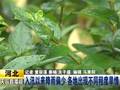 合肥高温天鹅湖变“海滨浴场”