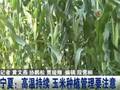 宁夏：高温持续玉米种植管理要注意