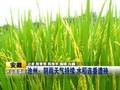 大连旱情持续气象部门加强人工增雨作业