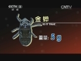 村民抓金蝉一天可卖千元?