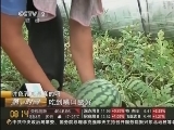 注色西瓜是真的吗 安徽合肥：“打针西瓜”不存在 强行注水48小时就烂