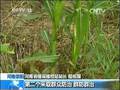 河南荥阳：2600亩黄河滩区受蝗虫危害