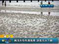 渔民撒渔网捕到“水中熊猫”大鳇鱼重达537斤