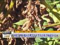 主播关注：白露节气话农事