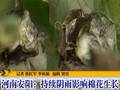 山西：连日阴雨寡照大棚蔬菜受损