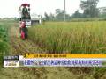 西藏持续雨水致部分农田被淹和倒伏