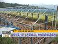 安徽怀宁中稻早熟品种开始收割