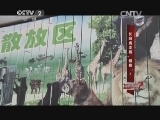 长颈鹿走路“顺拐”?