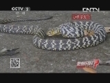 为防蛇咬 遇蛇只能后退不能转身走?