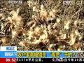 伦敦大街小巷“僵尸”遍野为粮食组织募捐