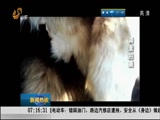 烟台 路边兜售豹皮狼皮是真的吗?