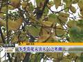 河北石家庄：雾和霾加重空气质量急剧下降