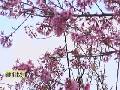人工造雪成本大承德滑雪场盼望降雪