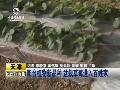 江苏重庆云南等地遭遇大雾天气