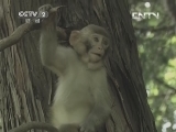 庐山猴子被喂避孕药?