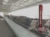 公牛会被红色物品激怒?