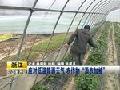 黑龙江冰雪大世界开幕在即冰雪游渐入佳境