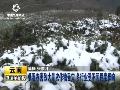 应对低温降雨天气浙江农作物“添衣加被”