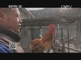 鸡也能学会游泳?