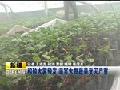 西藏拉萨出现浮尘空气质量下降