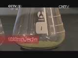 香菜能过滤水中的重金属?