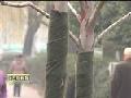 黄河壶口“冰瀑玉壶”美景迎新年
