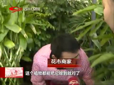 这是真的吗 网传滴水观音成“防霾卫士”