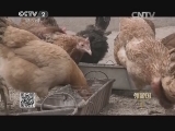 鸡也有卷毛的?