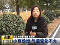 视频:昆明低温天气“冻住”鲜切花产业