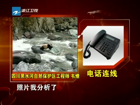 真相求证 大熊猫戏水 这些照片是真的吗?