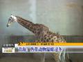 冬季砂锅温暖又利消化