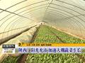 轿子雪山立体气候打造滇中植物基因库