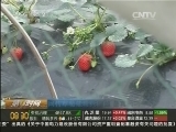 网传草莓能毒死蜜蜂 是真的吗?