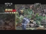 蛇会随着音乐的节奏跳舞?