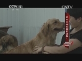跟狗亲嘴会染上狂犬病?