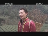 过年给树喂饭?