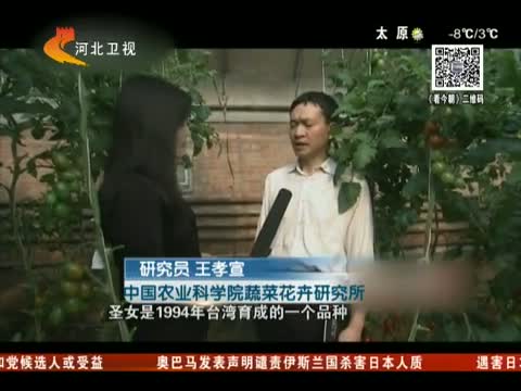 圣女果是转基因食品会致癌 是真的吗?