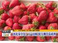 河北秦皇岛：天气回暖促大棚草莓成熟