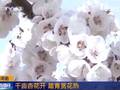 山东：千亩杏花开踏青赏花热