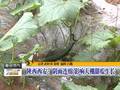 浙江宁波：气温上升天晴朗桃花朵朵醉游人