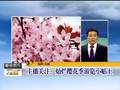 浙江杭州：樱花已到怒放时