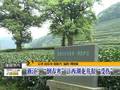 浙江“倒春寒”让西湖龙井很“受伤”