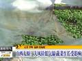 河北低温或影响山杏树产量