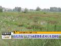山东济南干旱少雨灌溉难黄河大米遇困境