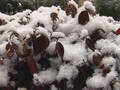 南京今连续三天飘雪寒冷拉开序幕