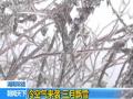 南方现倒春寒多地景区受影响